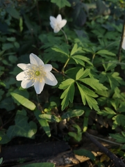 Anemonoides nemorosa