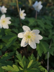 Anemonoides nemorosa