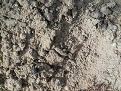Adesmia