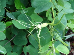 Bauhinia pauletia