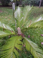 Zamia encephalartoides