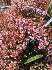Erica curvirostris