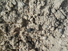 Adesmia