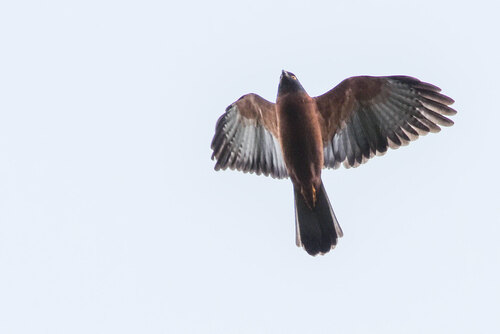 Black-mantled Goshawk (Tachyspiza melanochlamys), photo 1