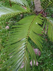 Zamia encephalartoides