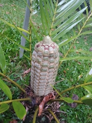 Zamia encephalartoides