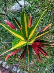 Codiaeum variegatum