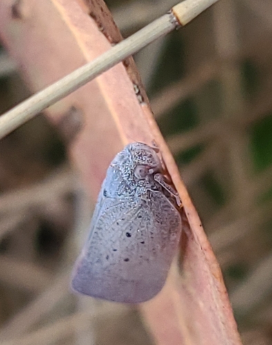Dworena hyacintha observed 2023-11-22