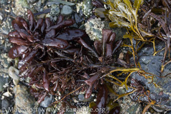 Halosaccion glandiforme