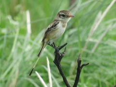 Alectrurus risora