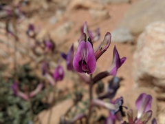 Astragalus amphioxys