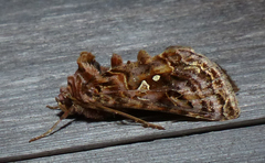 Autographa mappa