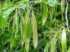 Albizia occidentalis