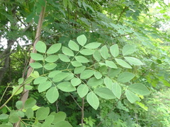 Albizia occidentalis