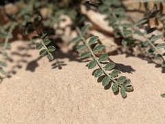 Astragalus amphioxys