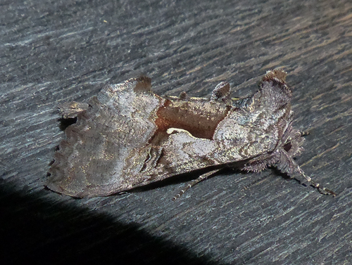 Epigaea Looper Moth photo 4