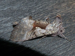 Syngrapha epigaea