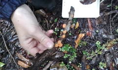 Favolaschia claudopus
