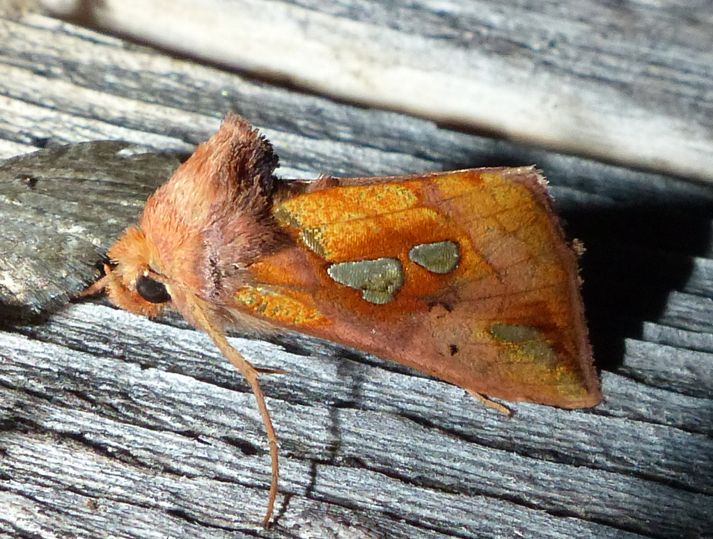 Putnam's Looper Moth