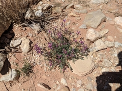 Astragalus amphioxys