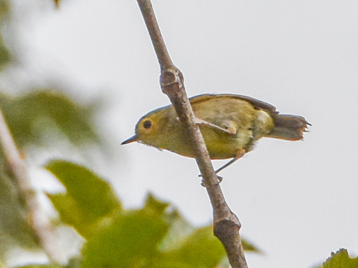 Buff-faced Scrubwren illustration