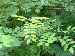 Lonchocarpus mutans