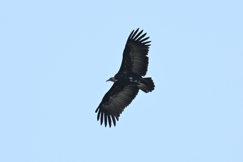 Hooded Vulture