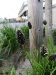 Phleum