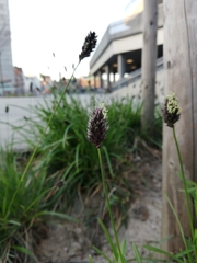 Phleum