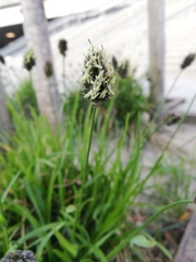 Phleum
