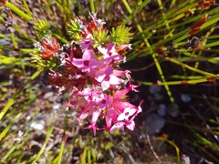 Erica fastigiata