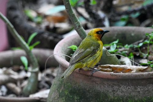Olive-naped Weaver (Ploceus brachypterus), photo 7