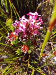 Erica fastigiata