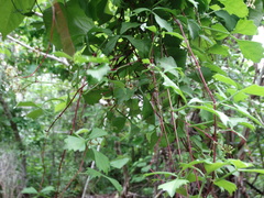 Cissus trifoliata