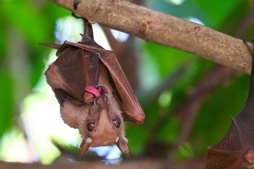 Gambian Epauletted Fruit Bat