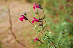 Salvia macellaria