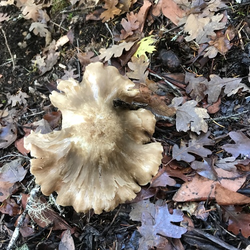 Entoloma lividoalbum — (c) Lee Cain, some rights reserved (CC BY)