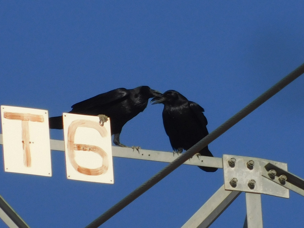 Common Raven from Centro, Heroica Caborca, Son., México on November 22 ...