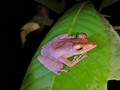 Polypedates colletti