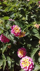 Anthophora marginata
