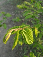 Carpinus betulus