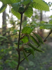 Carpinus betulus