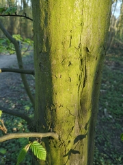 Carpinus betulus