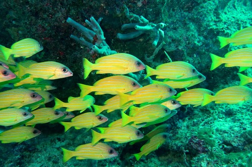 Bluestriped snapper (Lutjanus notatus) — Lutjanidae — 5