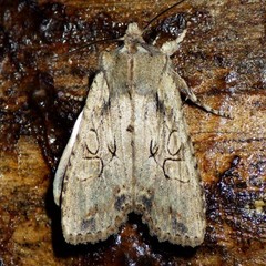 Lithophane disposita