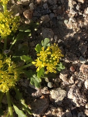Lepidium flavum