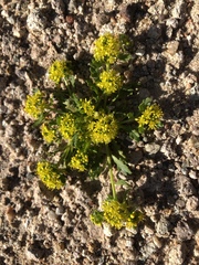 Lepidium flavum