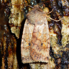 Eupsilia tristigmata