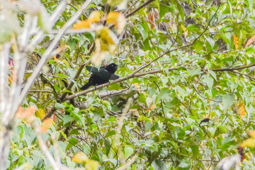 Greater Lophorina (Lophorina latipennis), photo 3