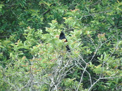 Hypopyrrhus pyrohypogaster